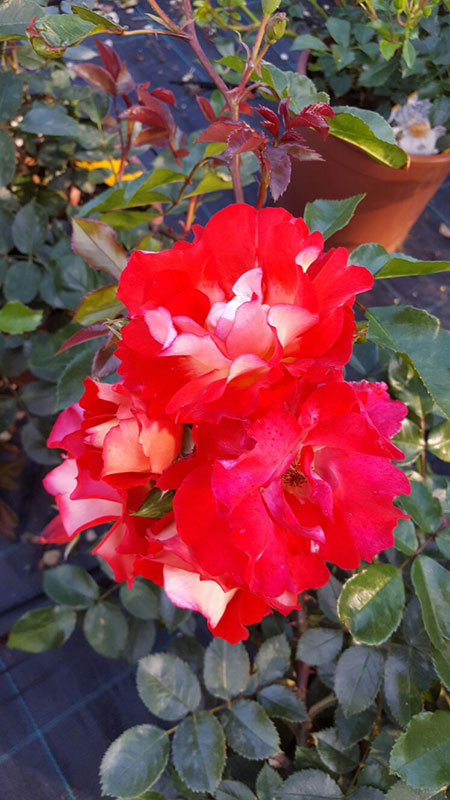 I Giardini del Lago fiori IL VIVAIO