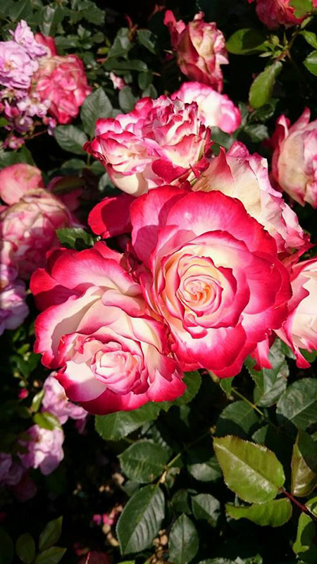 I Giardini del Lago fiori IL VIVAIO