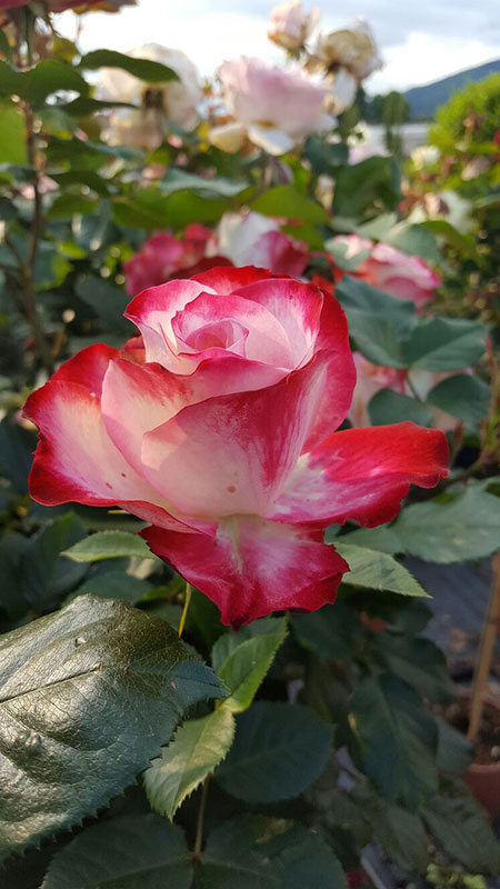 I Giardini del Lago fiori IL VIVAIO